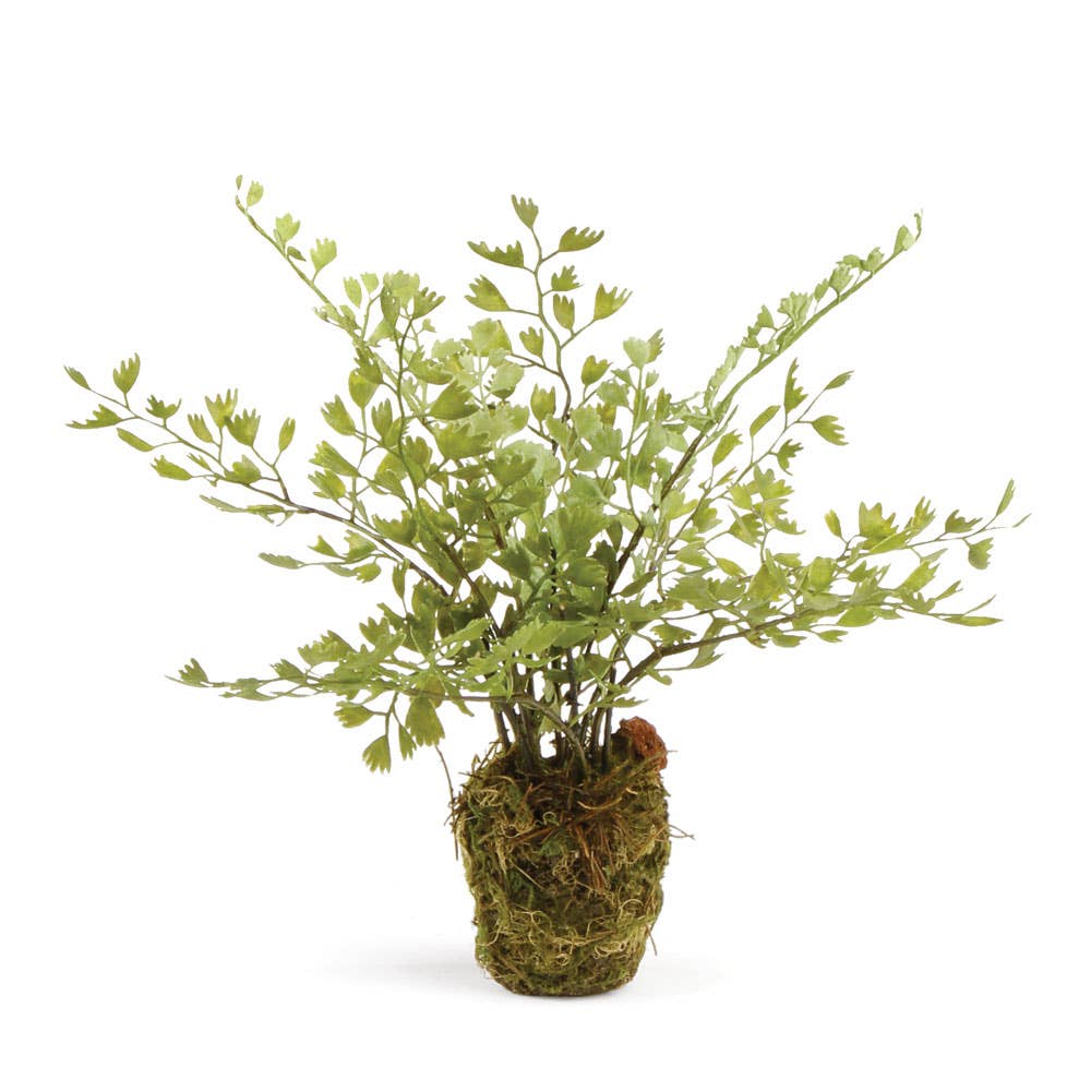 Maidenhair Fern Drop-In 9