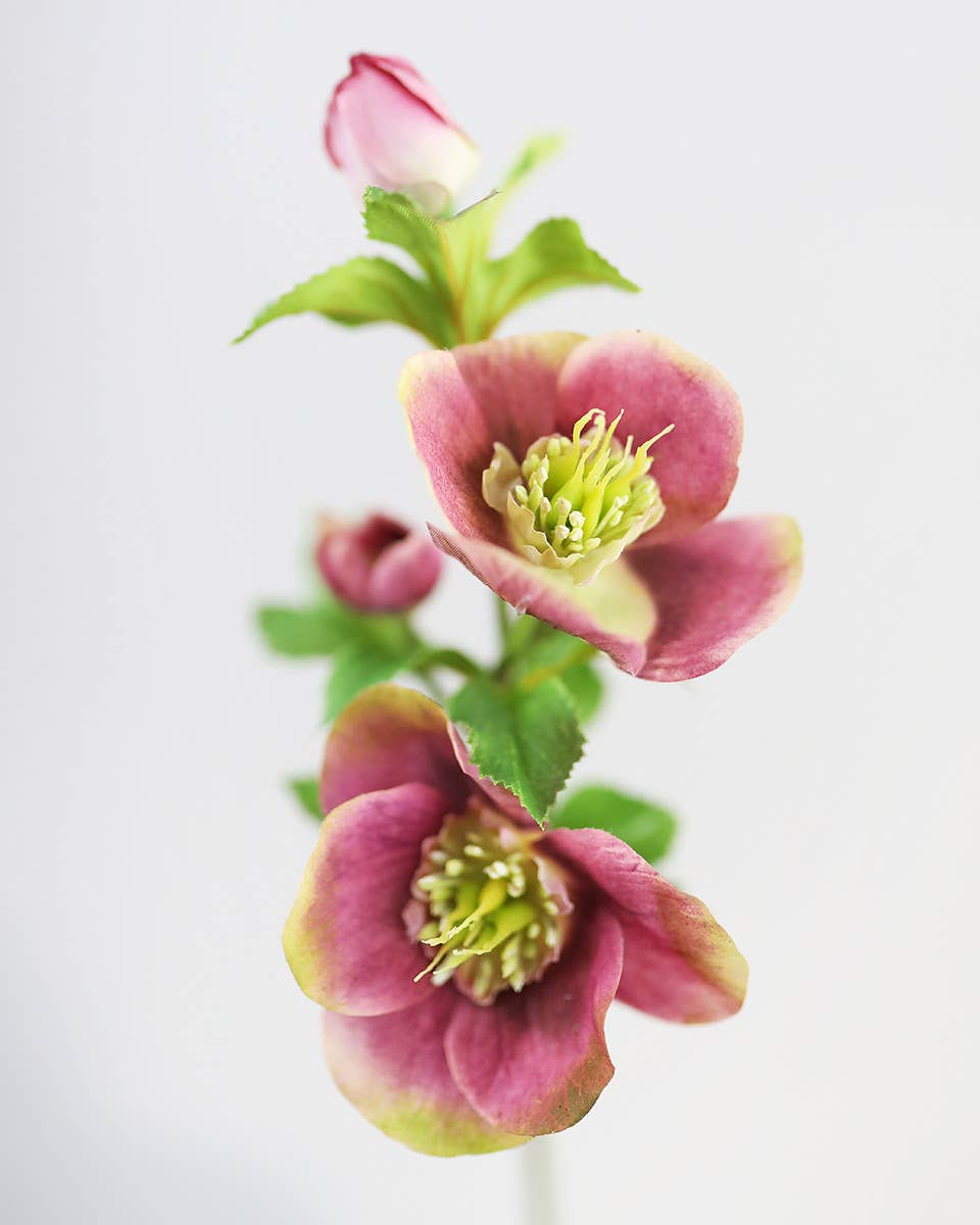 Real Touch Mauve Pink Hellebore 18