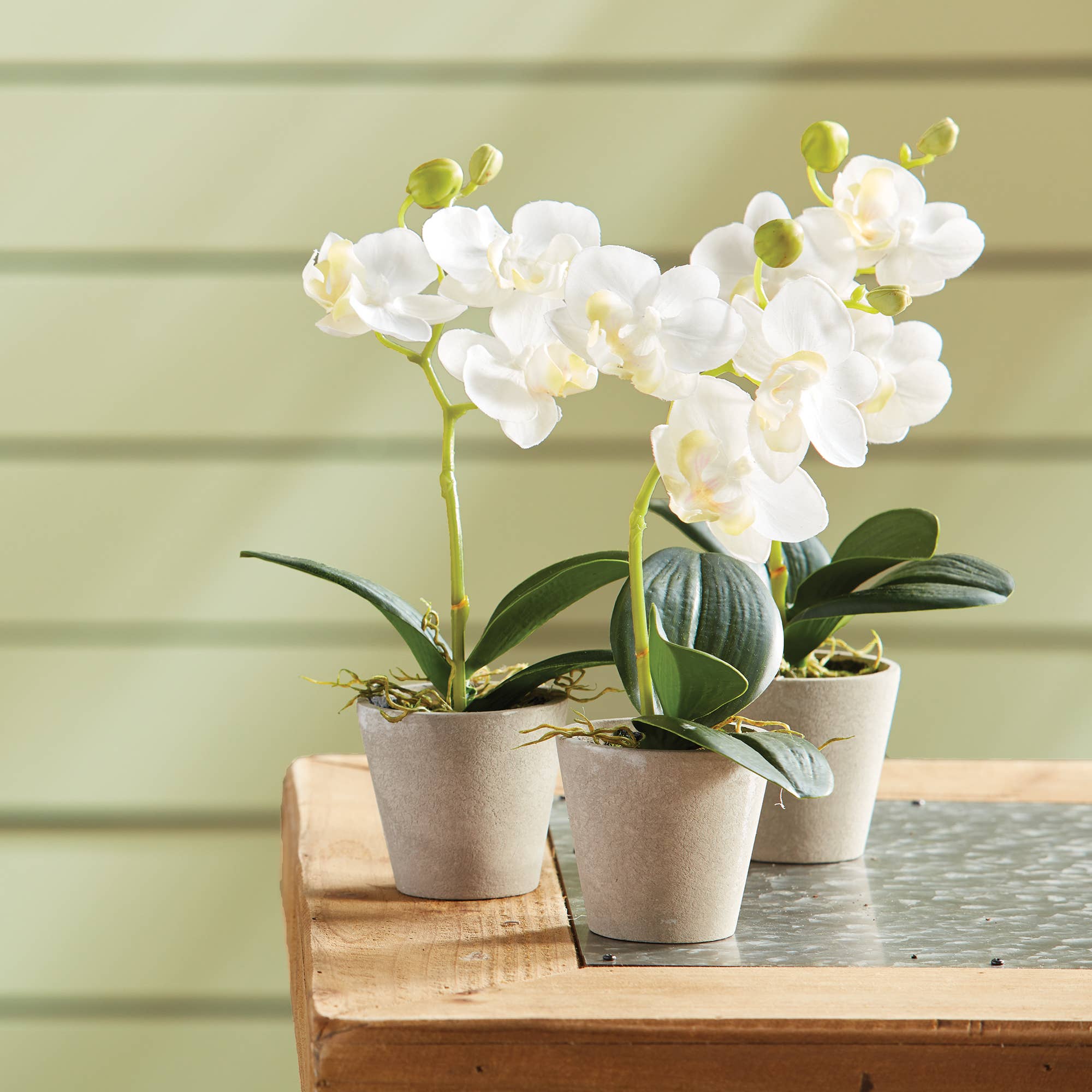 Mini Phalaenopsis 9