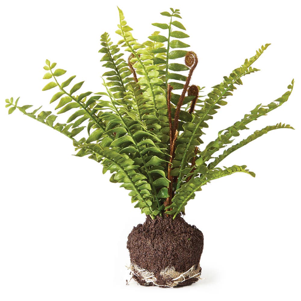 Boston Fern Drop-In 11