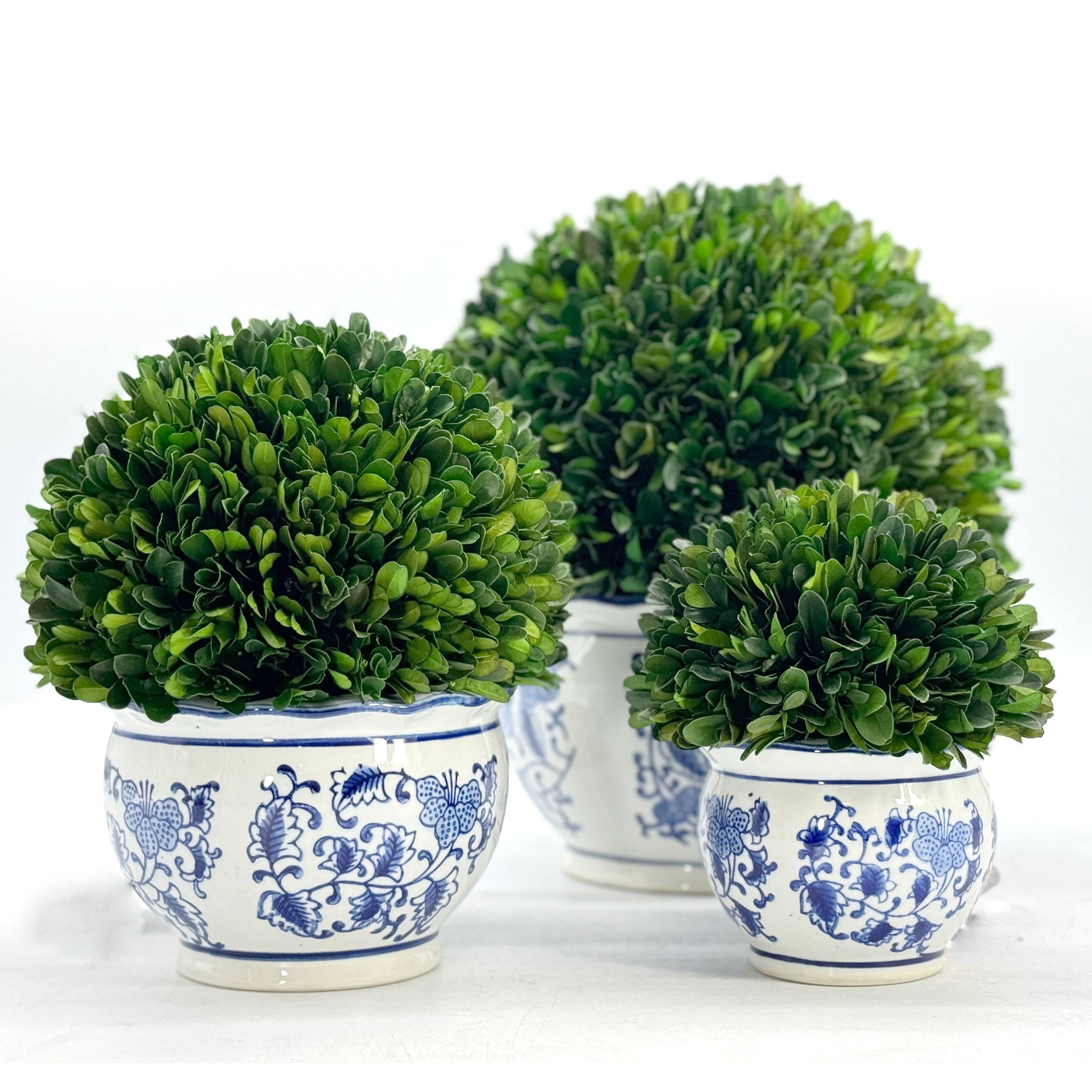 Boxwood Ball Topiary in Round Blue & White Ceramic Pot