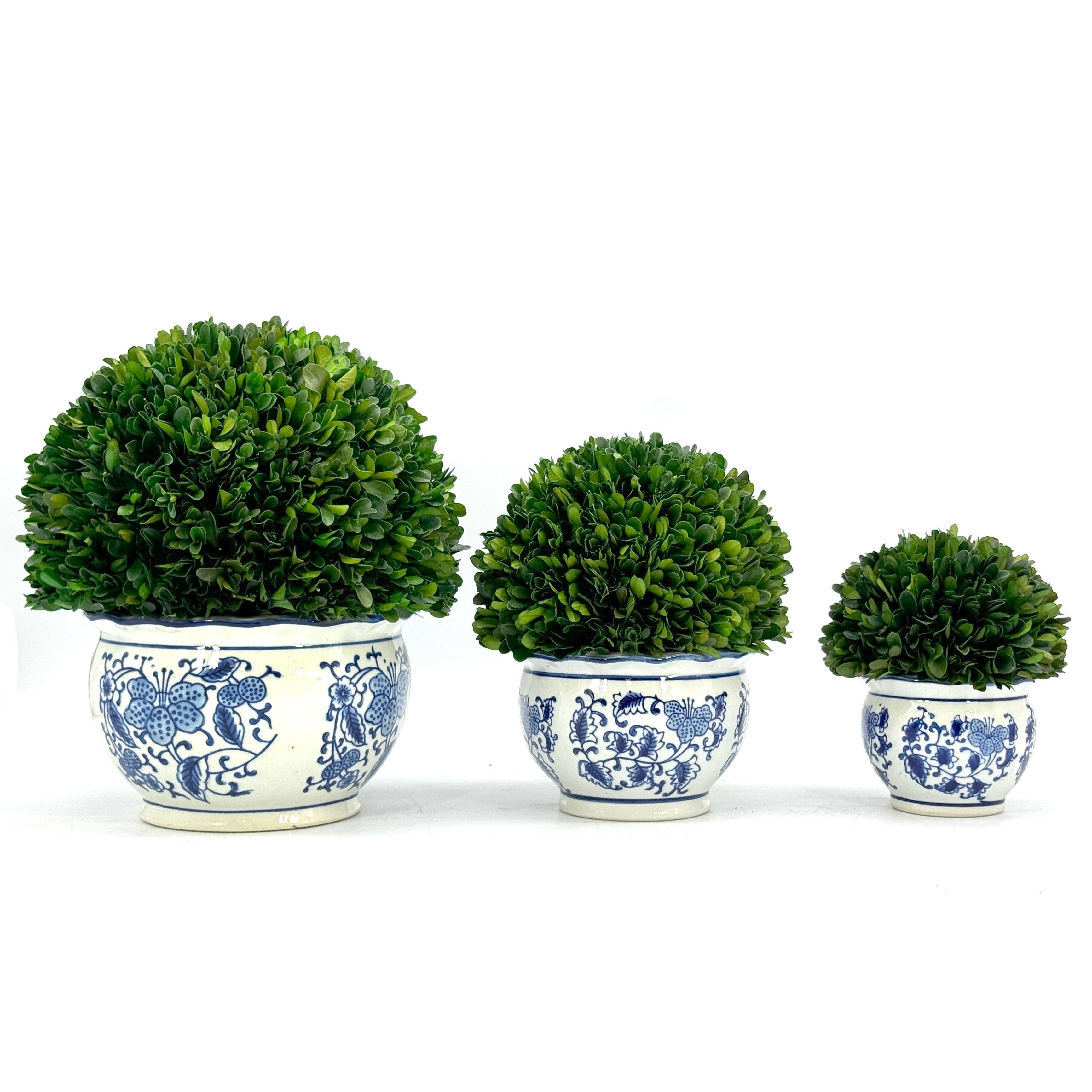 Boxwood Ball Topiary in Round Blue & White Ceramic Pot