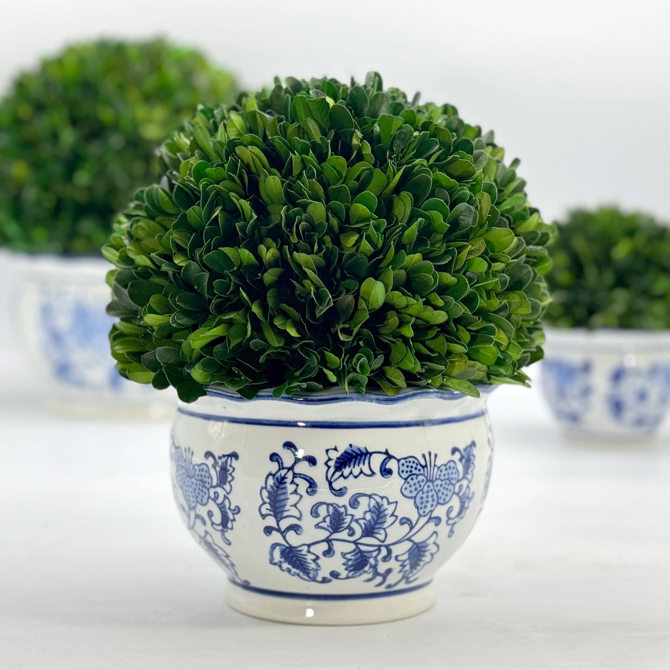 Boxwood Ball Topiary in Round Blue & White Ceramic Pot