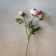 21" Light Pink Ranunculus