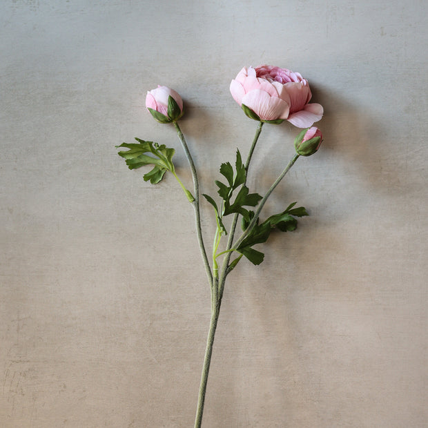 21" Light Pink Ranunculus