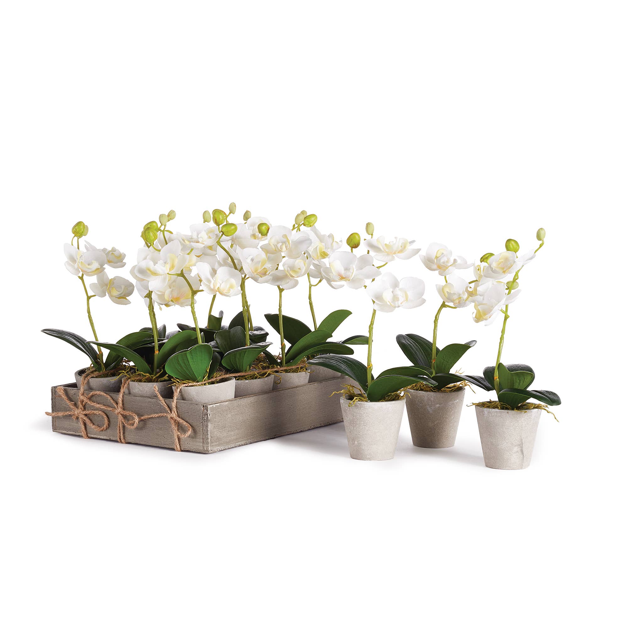 Mini Phalaenopsis 9