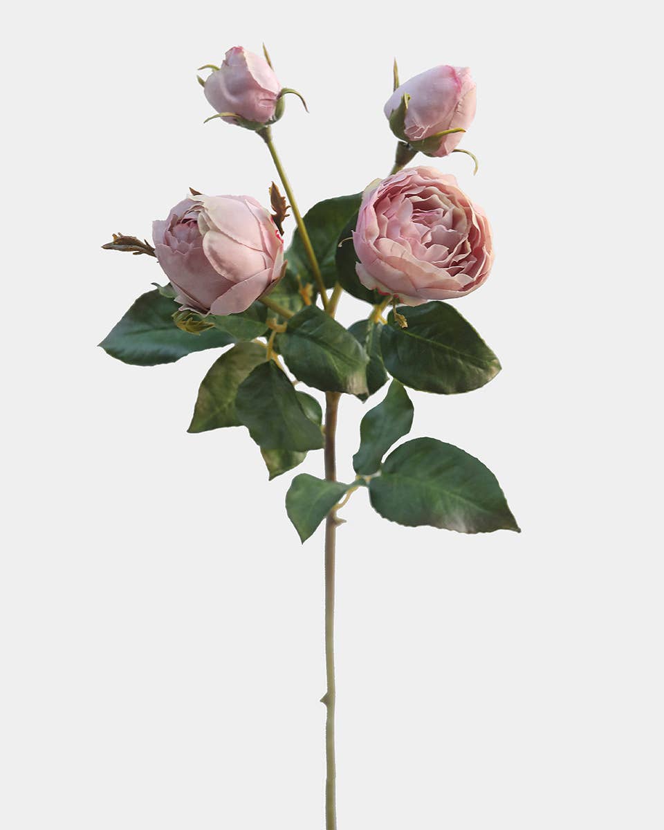 Mauve English Rose 23