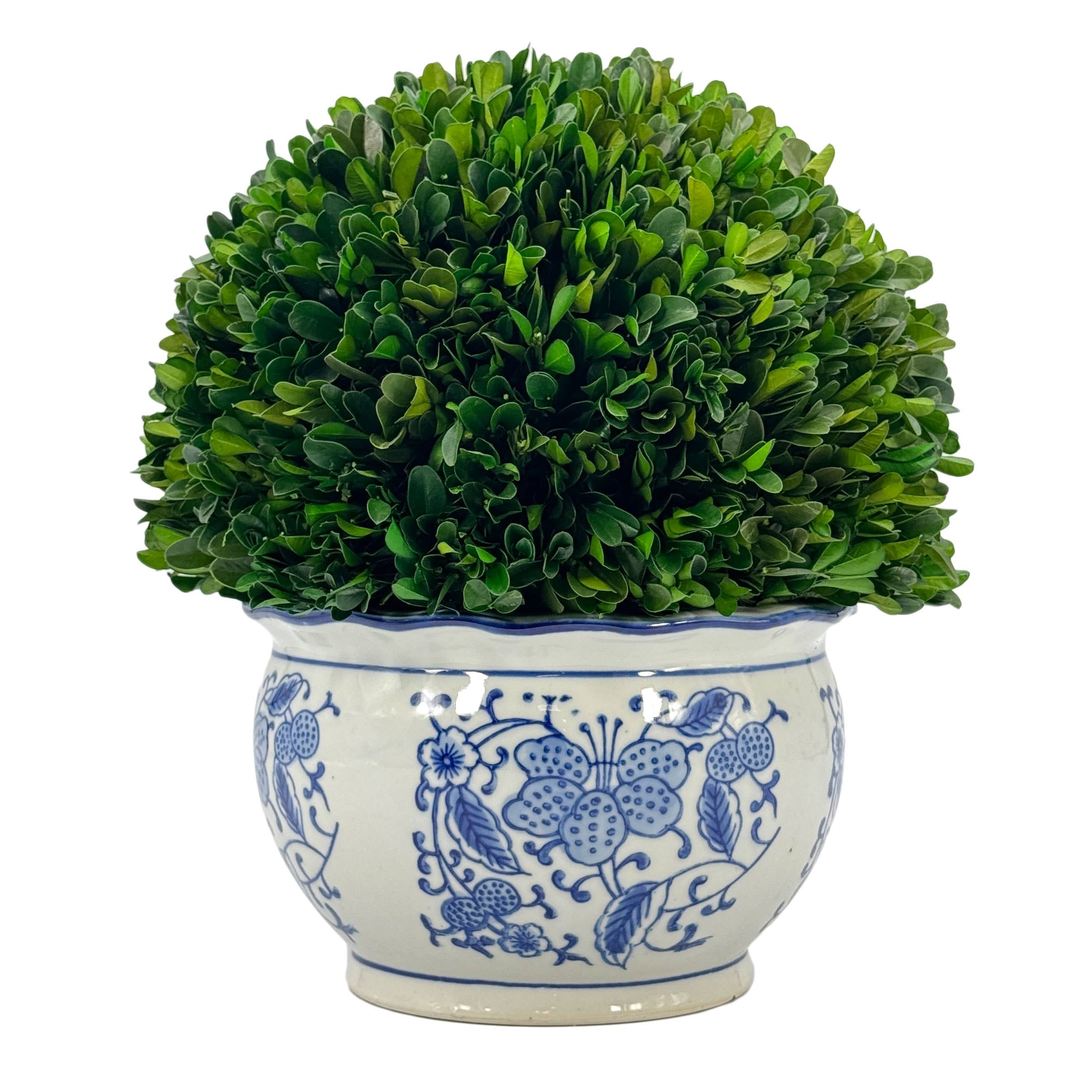 Boxwood Ball Topiary in Round Blue & White Ceramic Pot