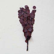 Dried Natural Eucalyptus Bunch