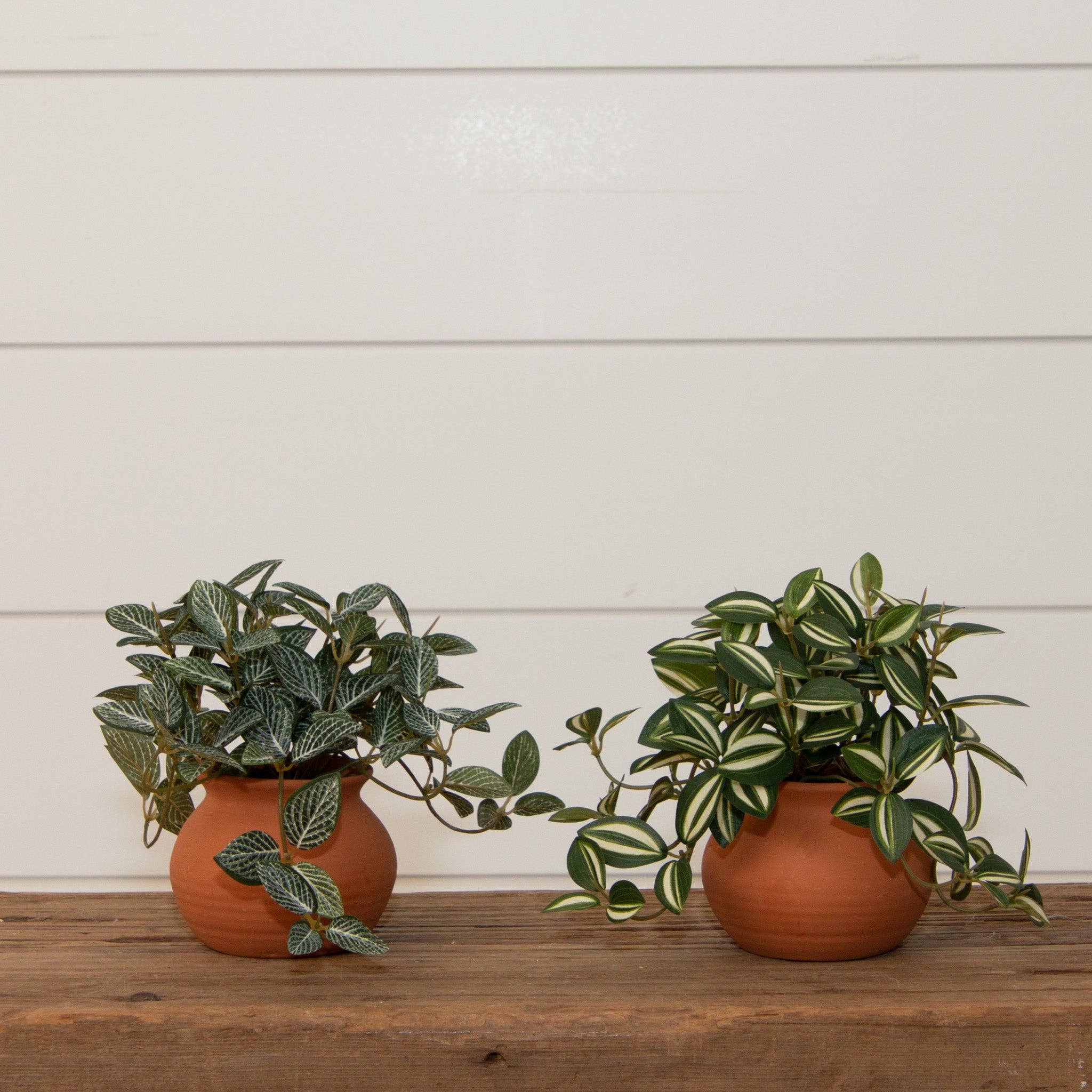 Potted Tradescantia Zebrina Plant