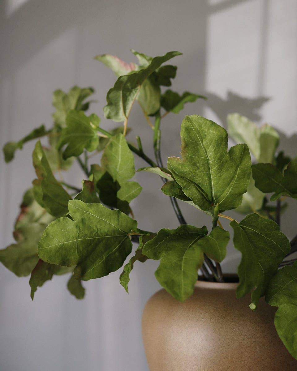 Fig Leaf Branch 39