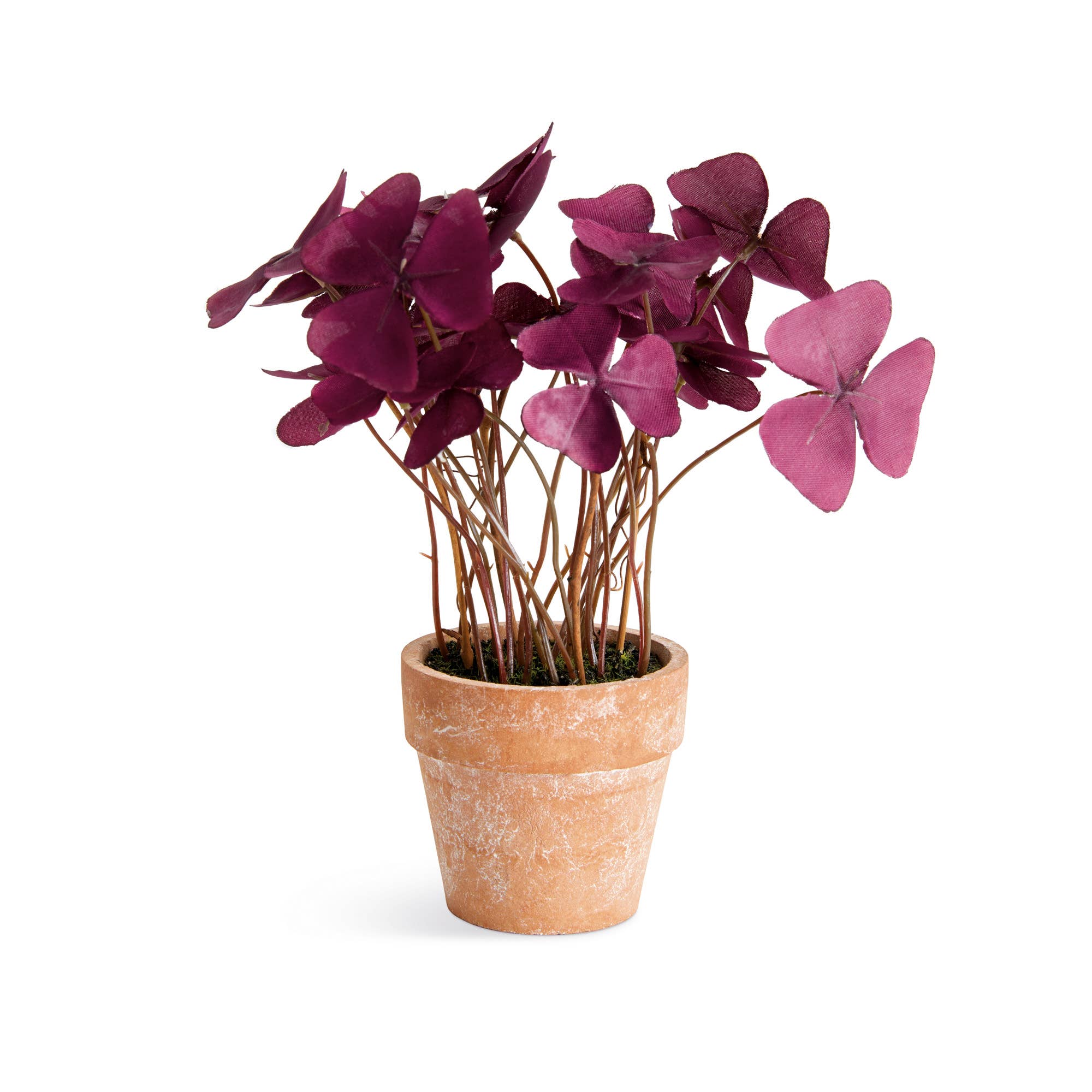 Mini Oxalis Potted Drop-In 7