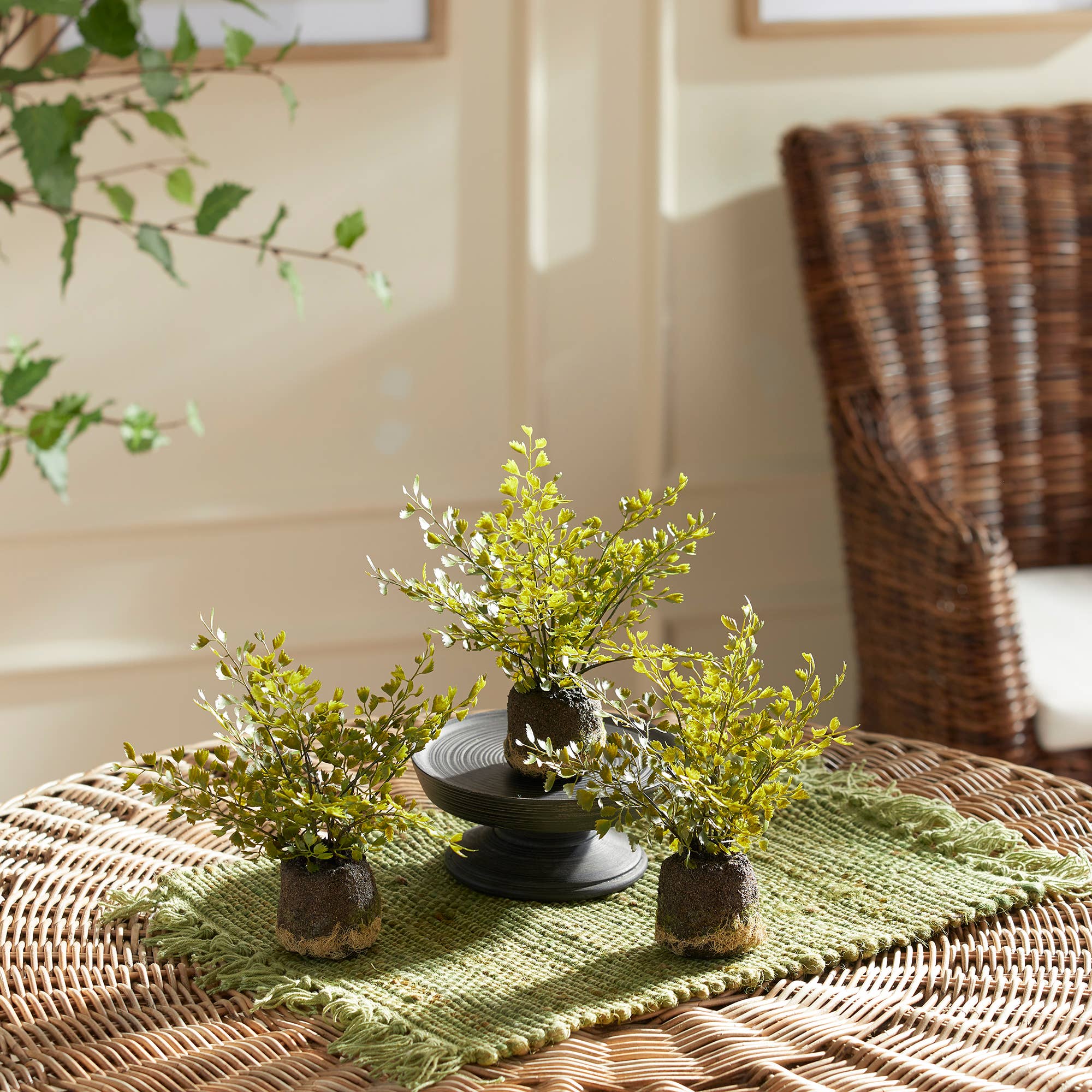 Maidenhair Fern Drop-In