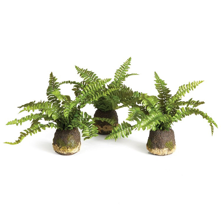 Realistic Boston Fern Drop-In