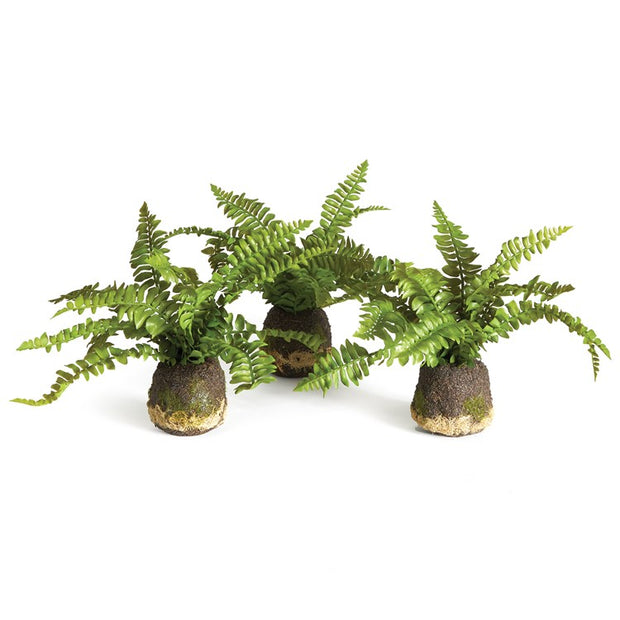 Realistic Boston Fern Drop-In