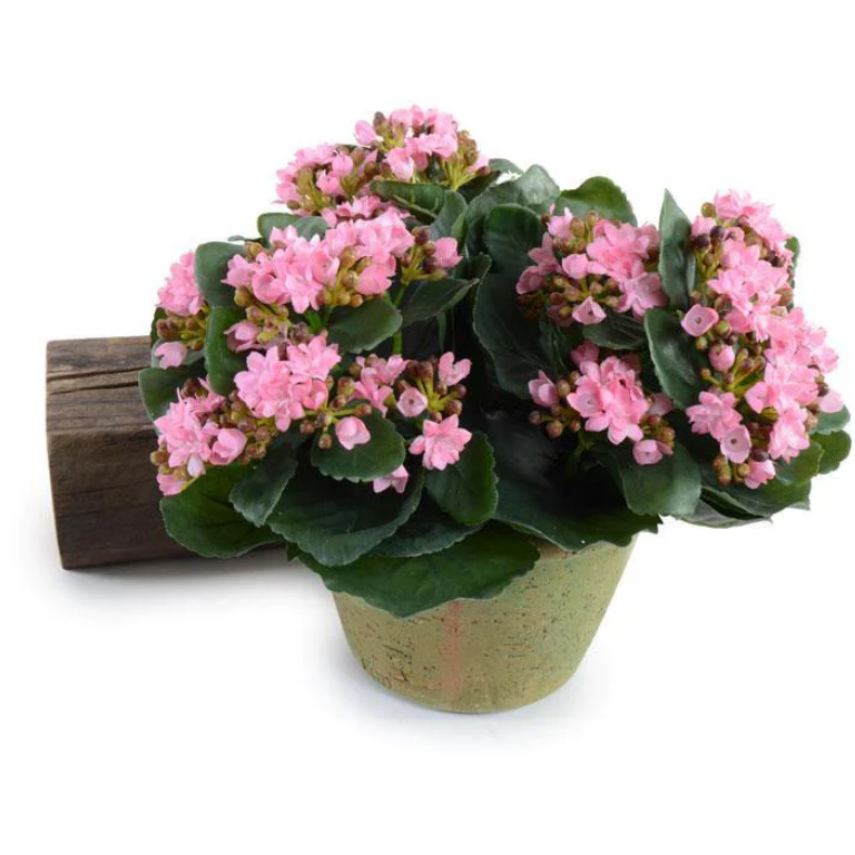 Kalanchoe Plant - Pink