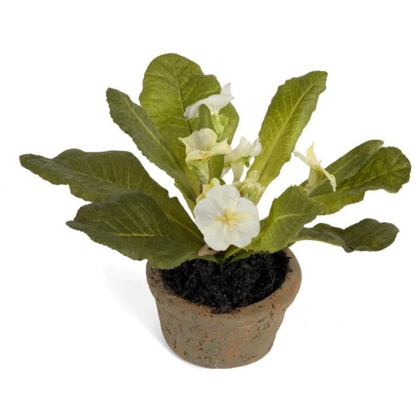 Primula Mini Pot - Cream