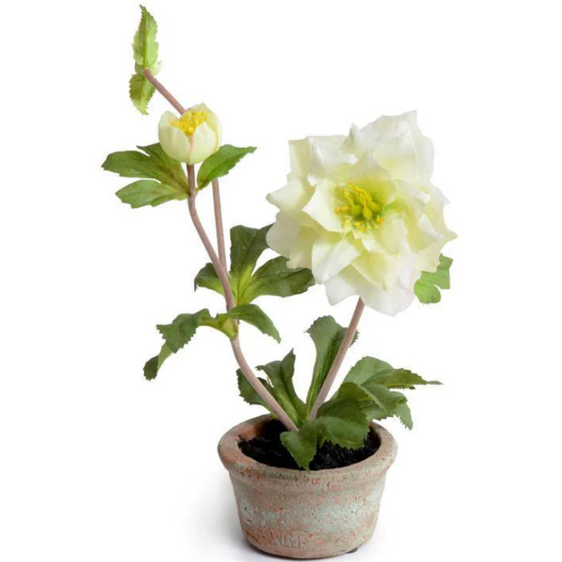 Rose Lenten Hellebore in Terracotta