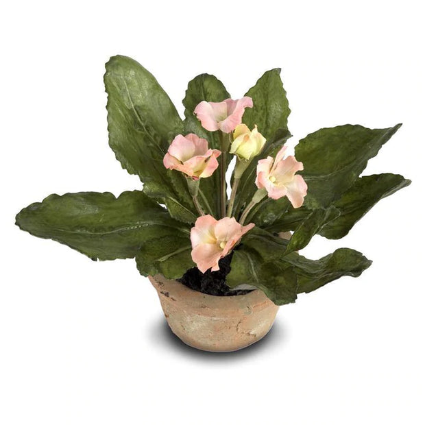 Primula Mini Pot - Peach