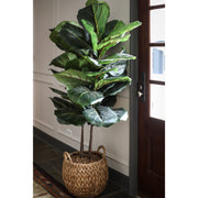 Fiddle Leaf Fig Large-leaf Tree, 64"
