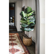 Fiddle Leaf Fig Large-leaf Tree, 64"