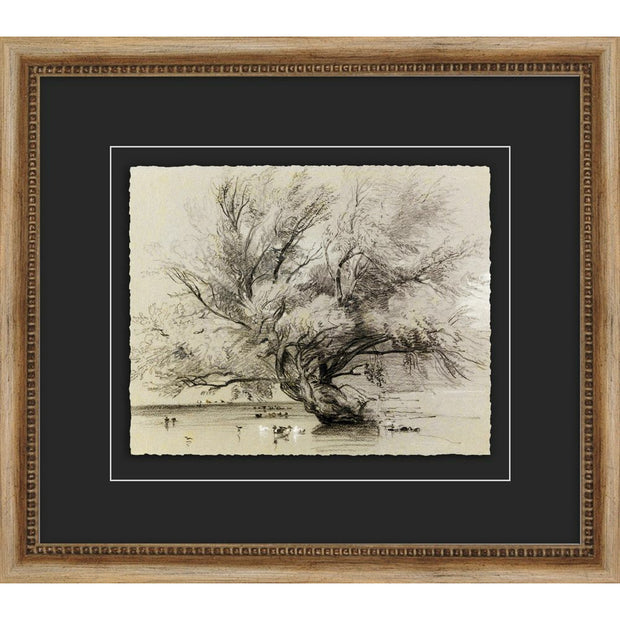 Antique Tree Study 6 - 16.75"W x 14.75"H