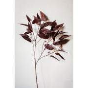 36.5" Eucalyptus Seed Branch