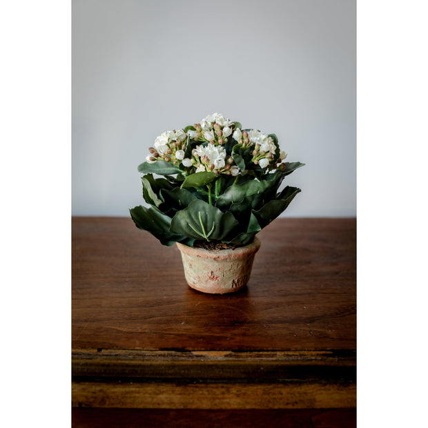 Kalanchoe White - Small
