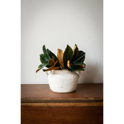 Magnolia Leaf Pick - 14" L