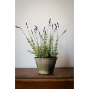 Katie Potted French Lavender Plant