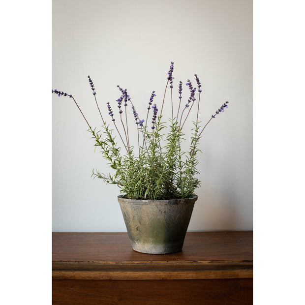 Katie Potted French Lavender Plant