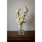 Cymbidium Orchid- White
