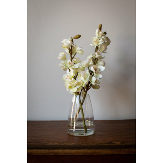 Cymbidium Orchid- White