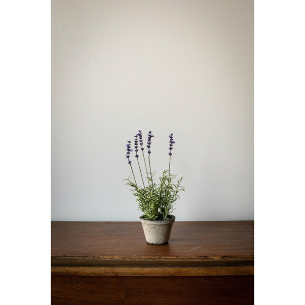 Katie Potted French Lavender Plant