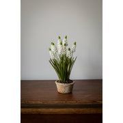 Grape Hyacinth in Terracotta - White