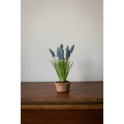 Grape Hyacinth in Terracotta - Blue