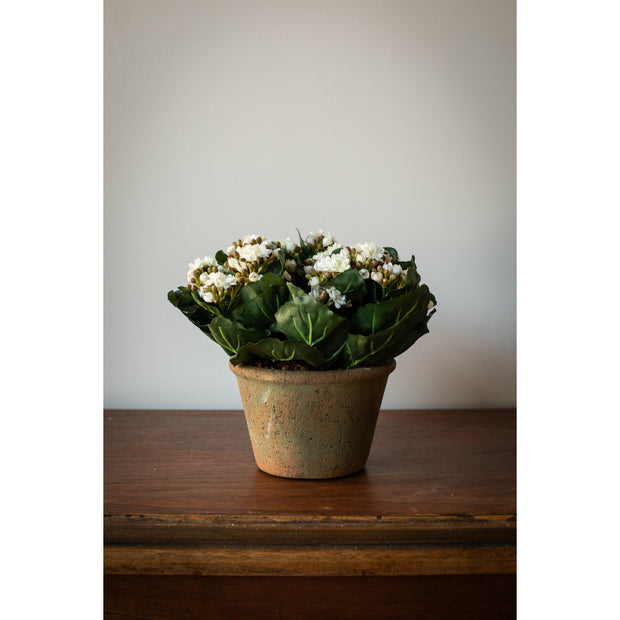 Kalanchoe White - Large