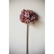 Pamela Mauve Hydrangea