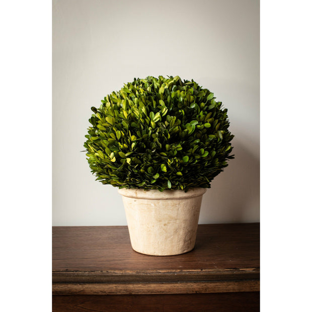 Boxwood -  12"