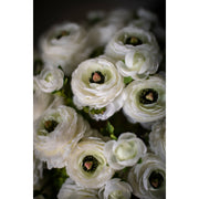 Ranunculus Bouquet in Glass - Cream