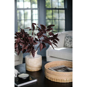 36.5" Eucalyptus Seed Branch