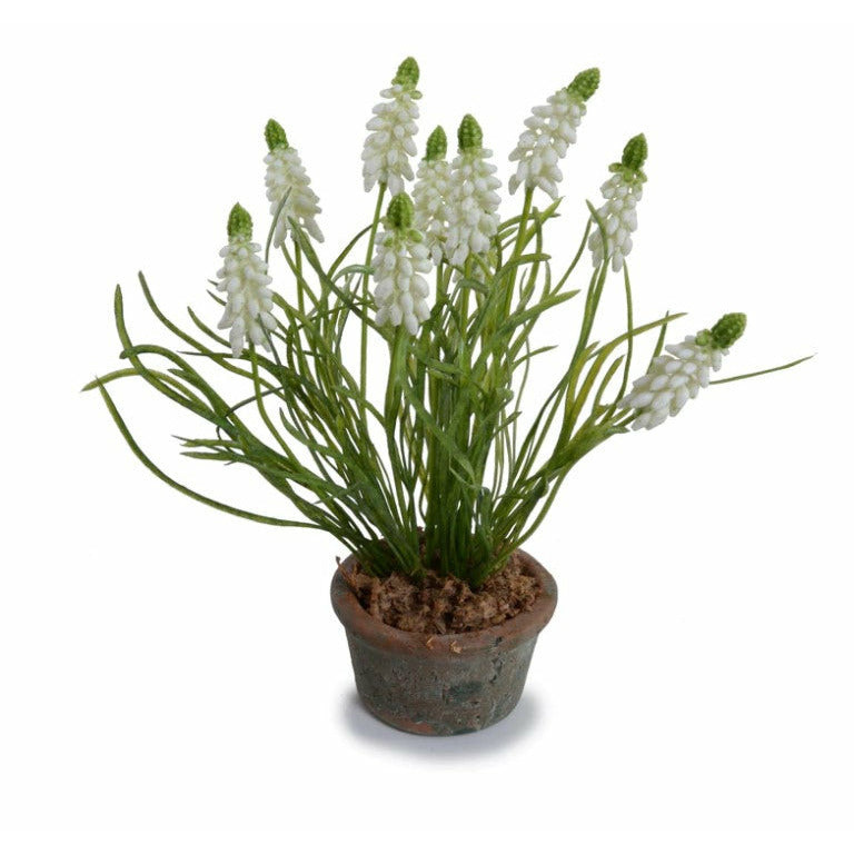 Grape Hyacinth in Terracotta - White