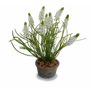 Grape Hyacinth in Terracotta - White
