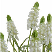 Grape Hyacinth in Terracotta - White
