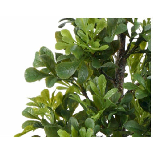 Mini-Boxwood Bush