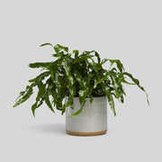 Norden 7" Planter (White Speckle)