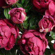 Peony Bouquet in Glass Cylinder (Large) - Fuchsia