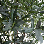 Olive Tree, 5.5' - Single Trunk