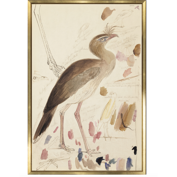 Lear-Red-Legged-Seriema