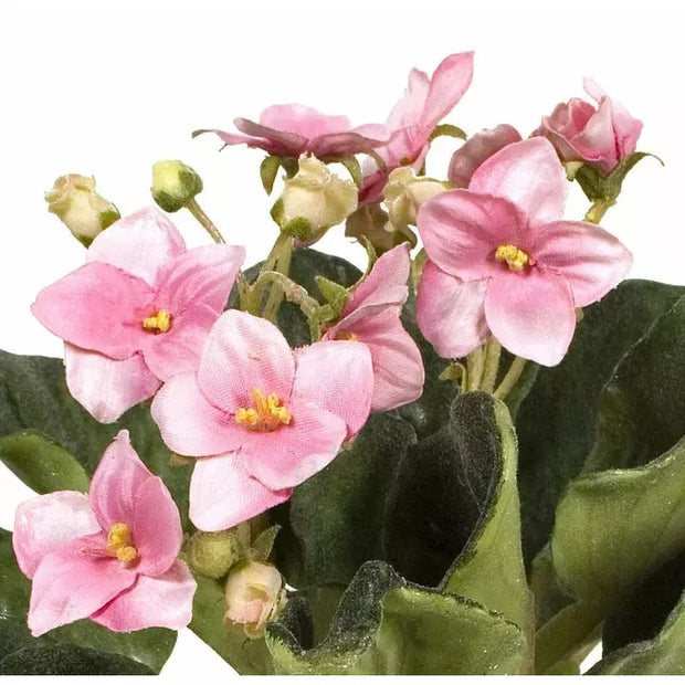 African Violet - Pink